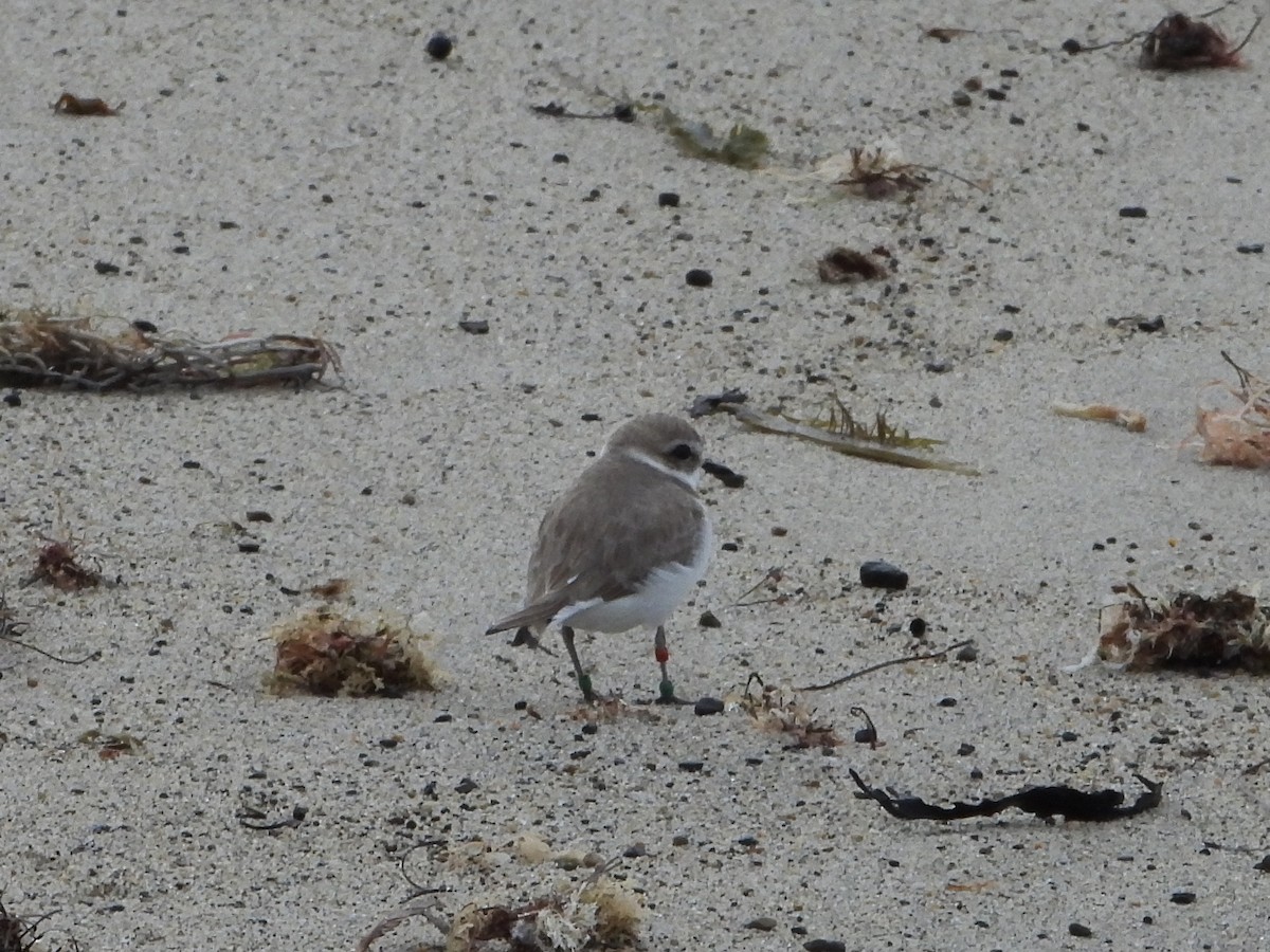 Snowy Plover - ML613812867