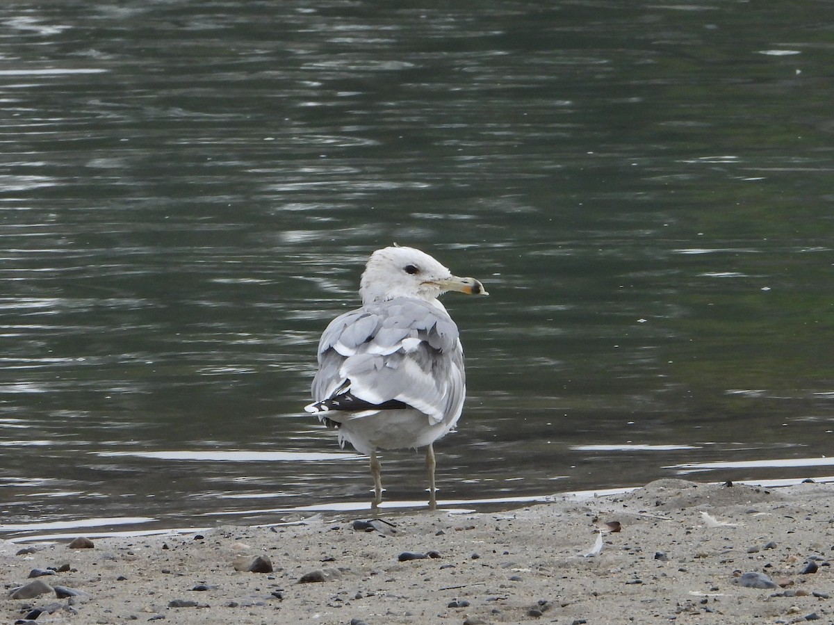 Gaviota Californiana - ML613812897