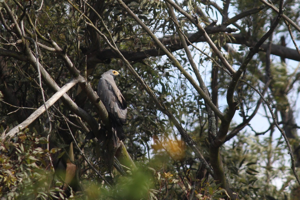 African Harrier-Hawk - ML613812954