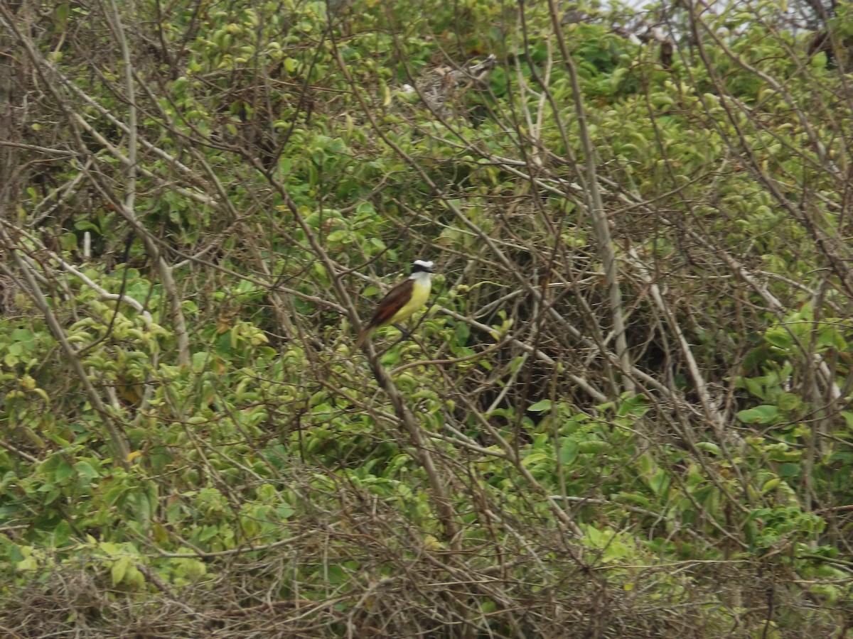 Boat-billed Flycatcher - ML61381301