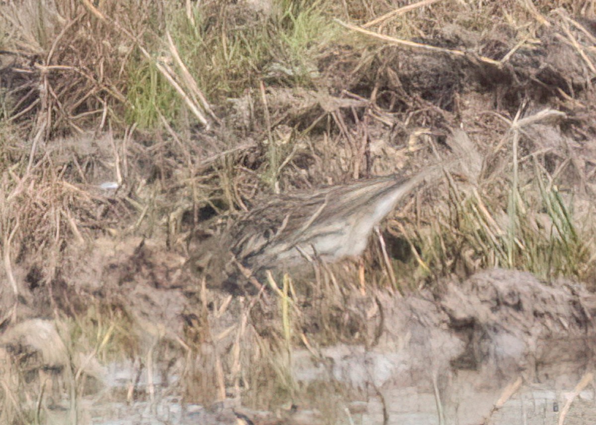 Water Pipit - ML613813076