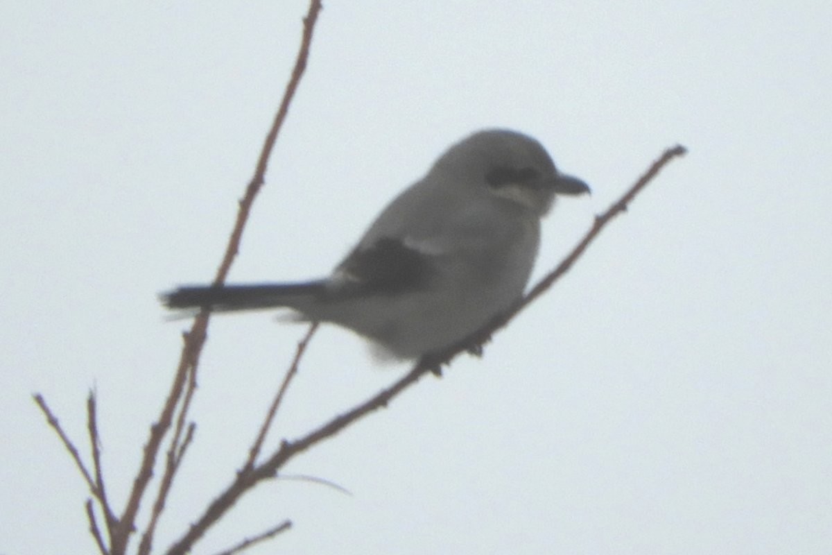 Northern Shrike - ML613813078