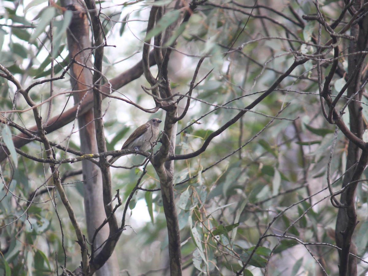 Lesser Honeyguide - ML613813108