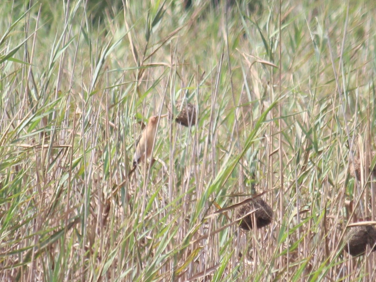 Little Bittern - ML613813111