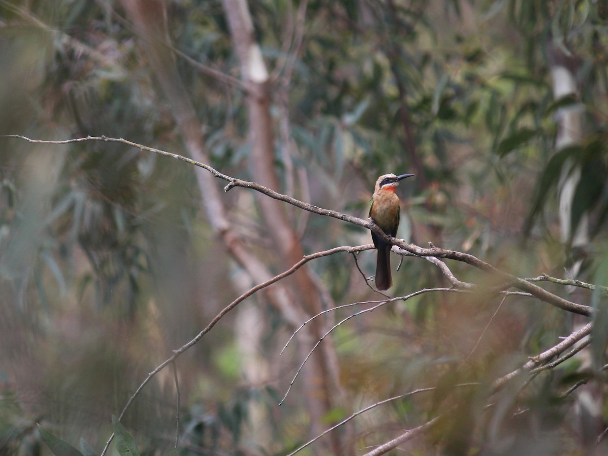 White-fronted Bee-eater - ML613813126