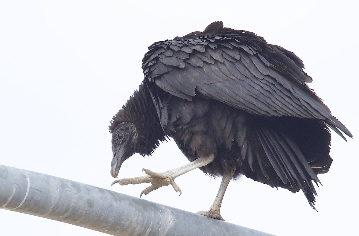 Black Vulture - ML613813134
