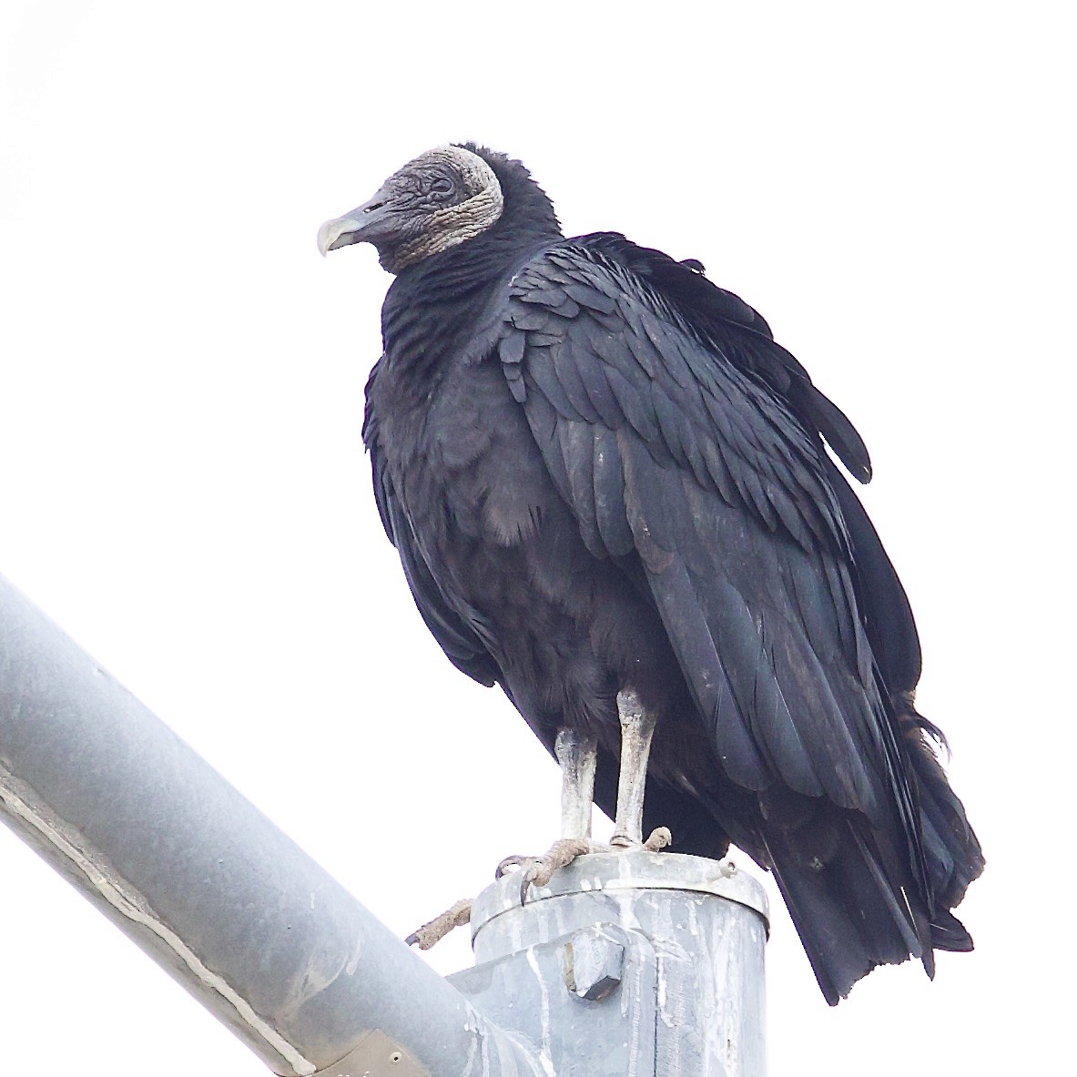 Black Vulture - ML613813135