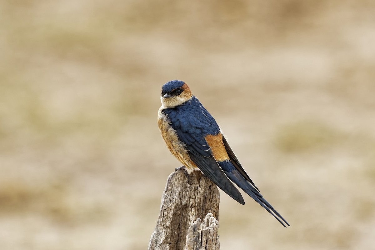 African Red-rumped Swallow (melanocrissus Group) - Holger Teichmann