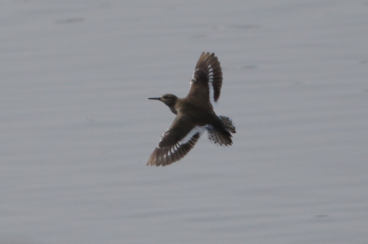 Common Sandpiper - ML613813148