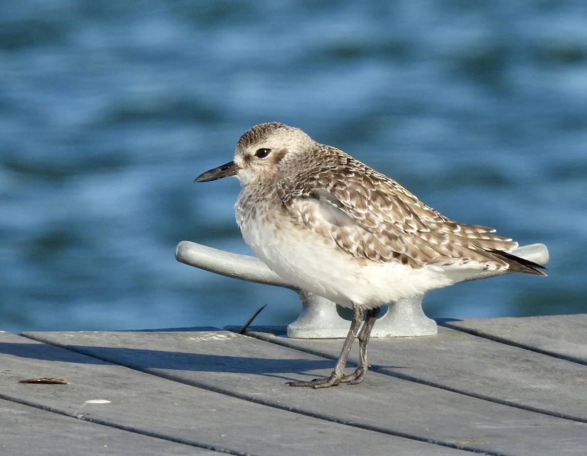 Black-bellied Plover - ML613813212