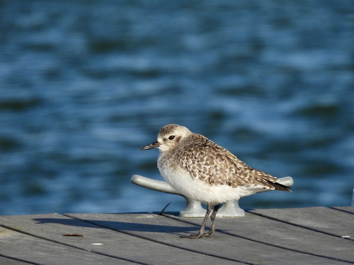 Black-bellied Plover - ML613813213