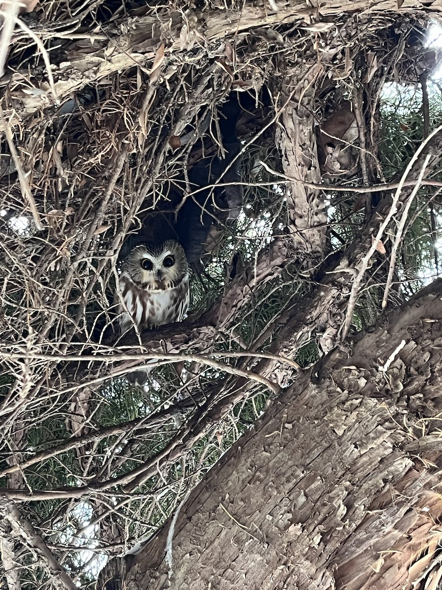 Northern Saw-whet Owl - ML613813336