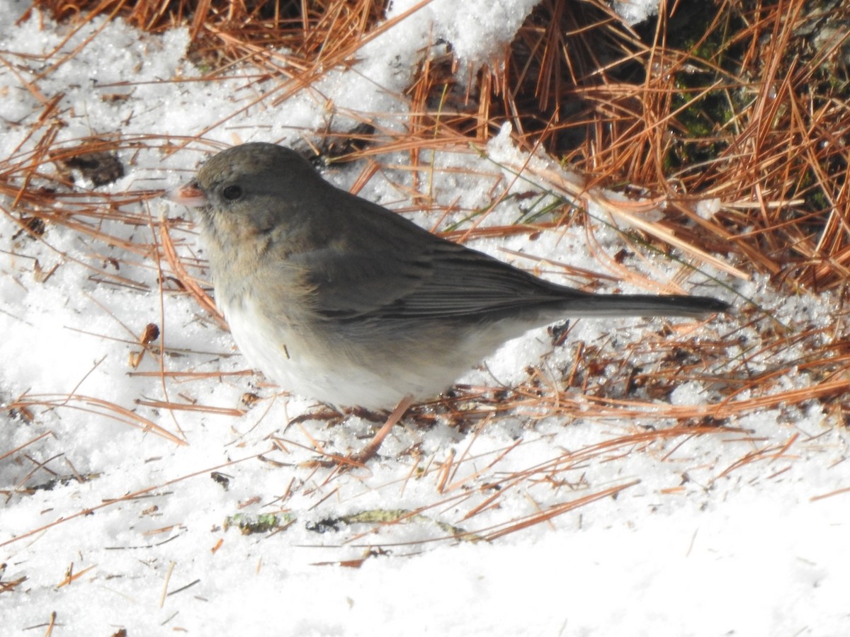 Dark-eyed Junco - ML613813338