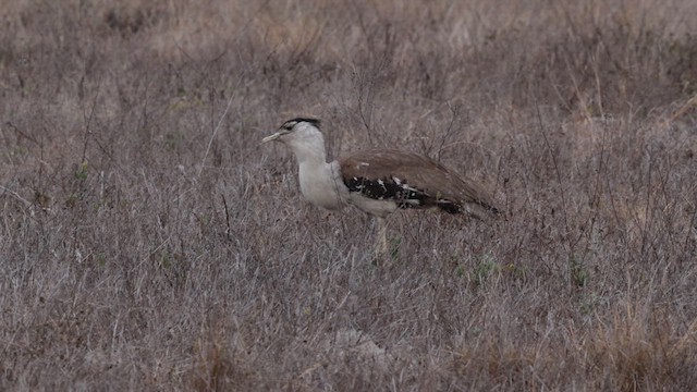 Australian Bustard - ML613813456