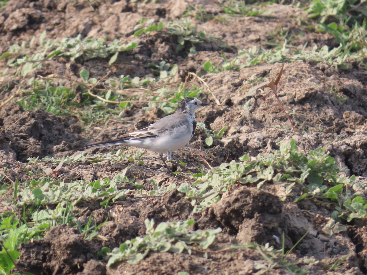 White Wagtail - ML613813457