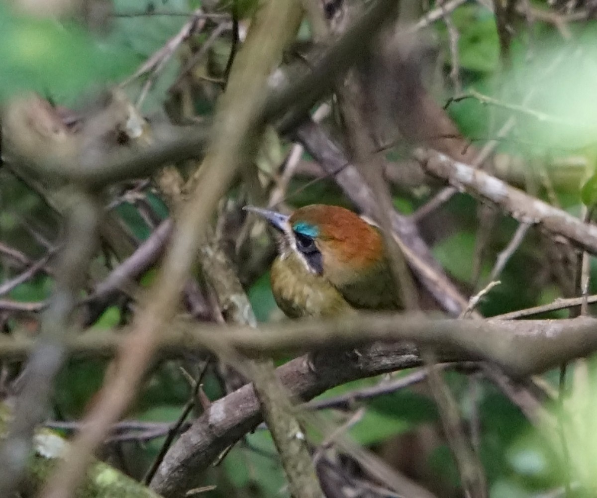 Tody Motmot - ML613813463