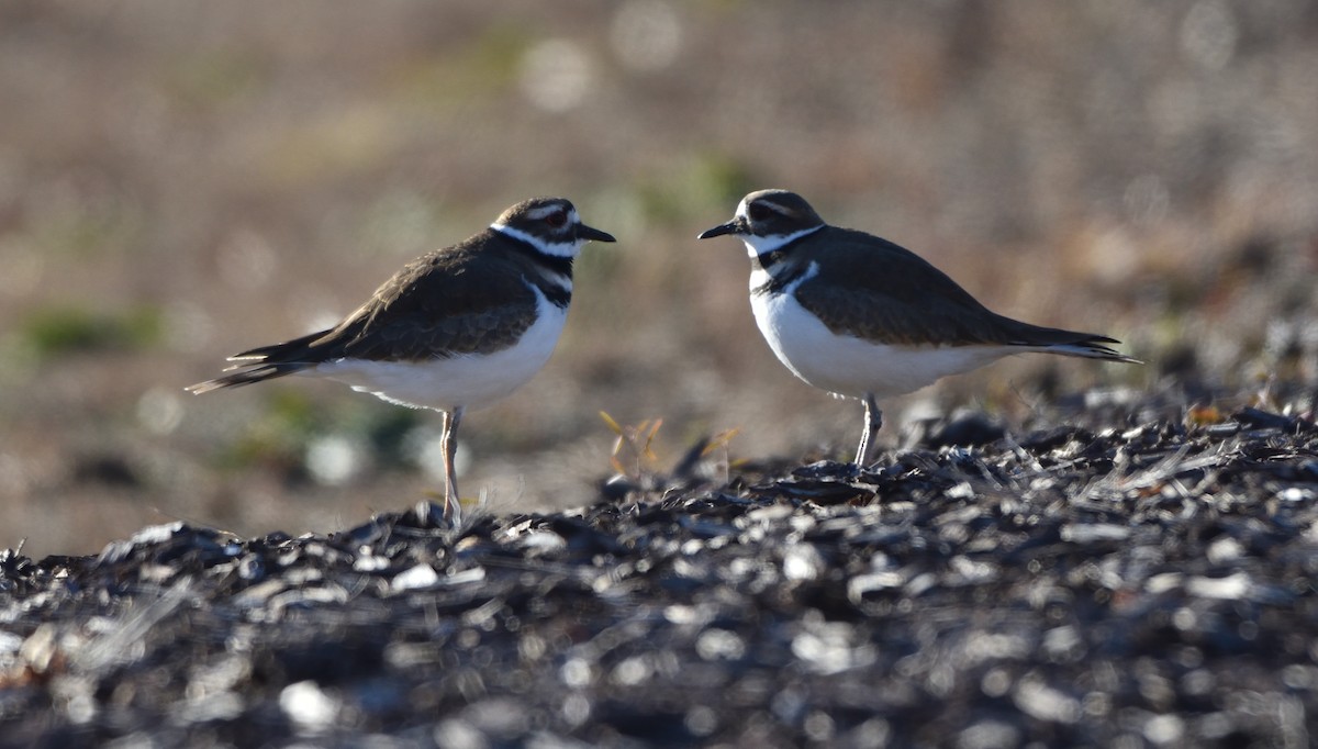 Killdeer - ML613813508