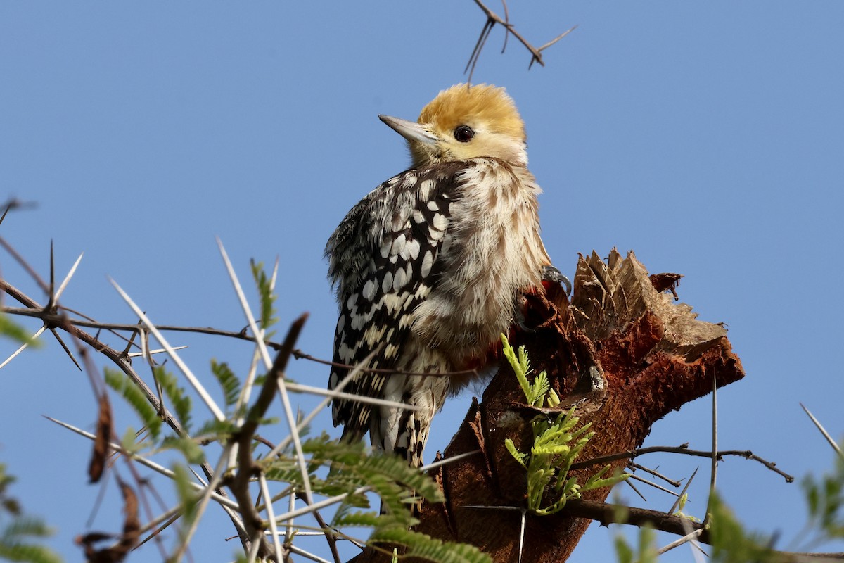 Yellow-crowned Woodpecker - ML613813509