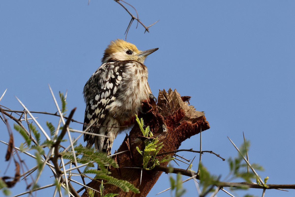Yellow-crowned Woodpecker - ML613813510