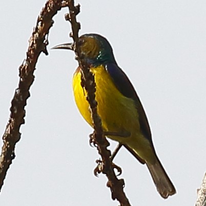 Brown-throated Sunbird - ML613813564