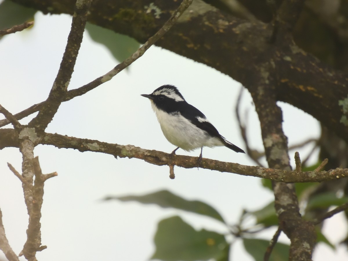 Little Pied Flycatcher - ML613813621