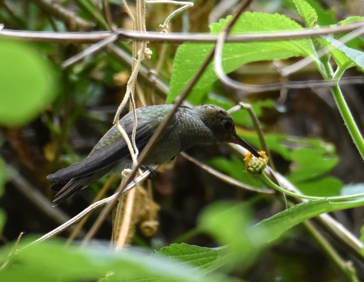 Gilded Hummingbird - ML613813630