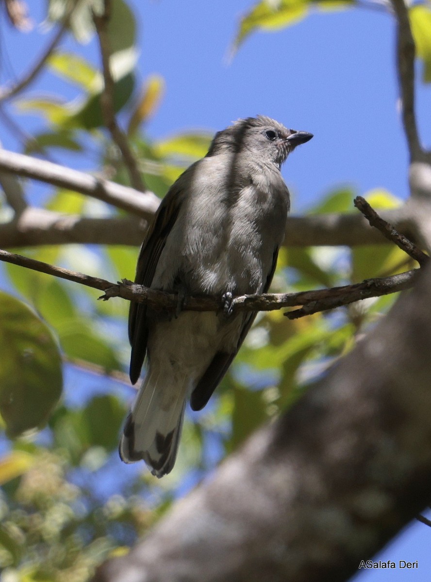 Lesser Honeyguide (Lesser) - Fanis Theofanopoulos (ASalafa Deri)