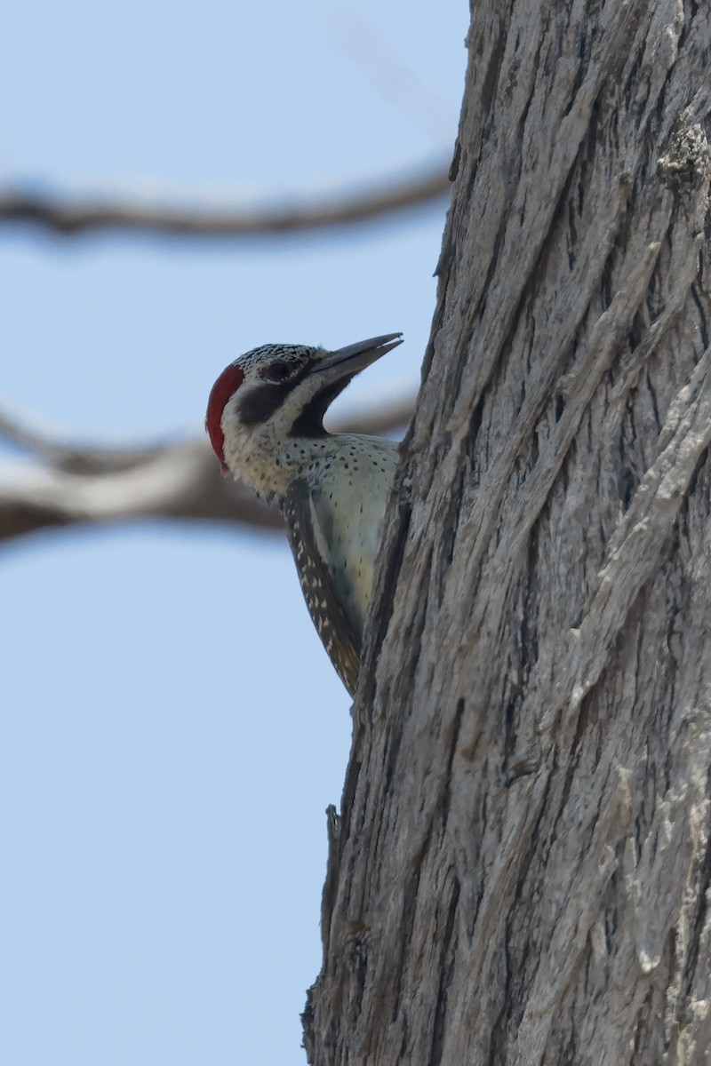 Bennett's Woodpecker - ML613813667