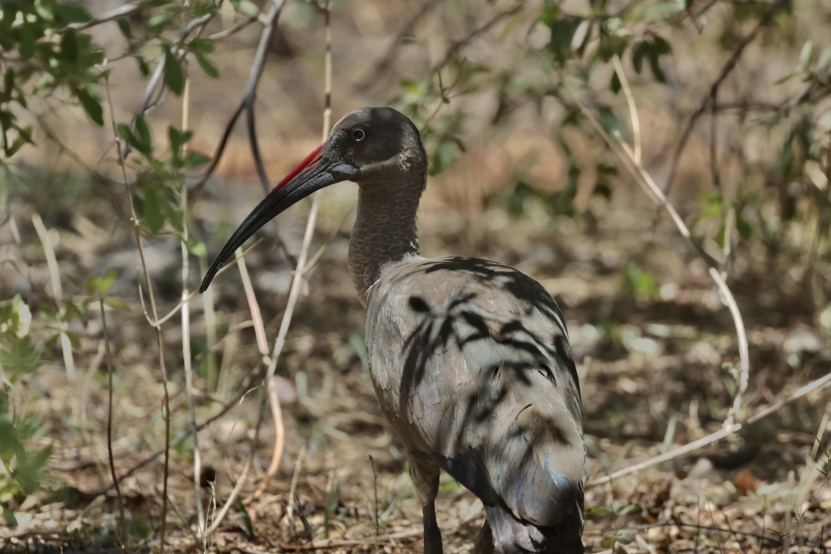 Hadada Ibis - ML613813672