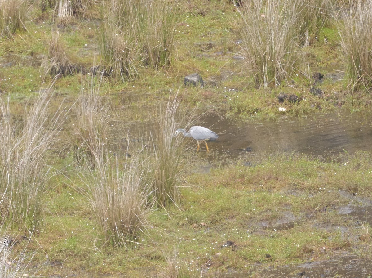 White-faced Heron - Woody Gillies