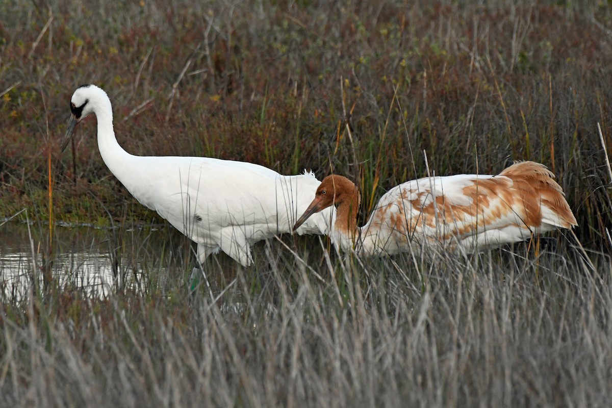 Whooping Crane - ML613813681