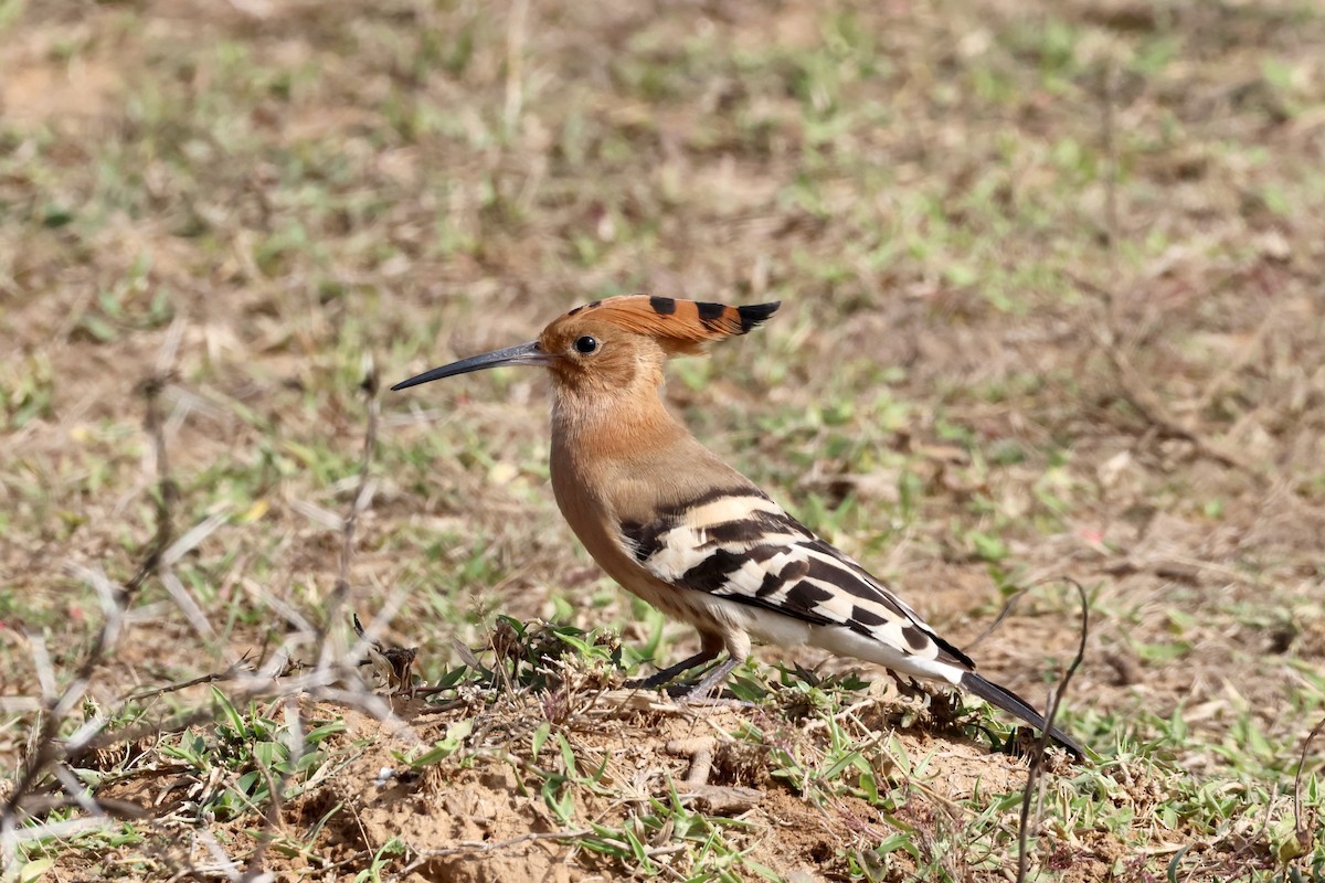 Eurasian Hoopoe - ML613813683