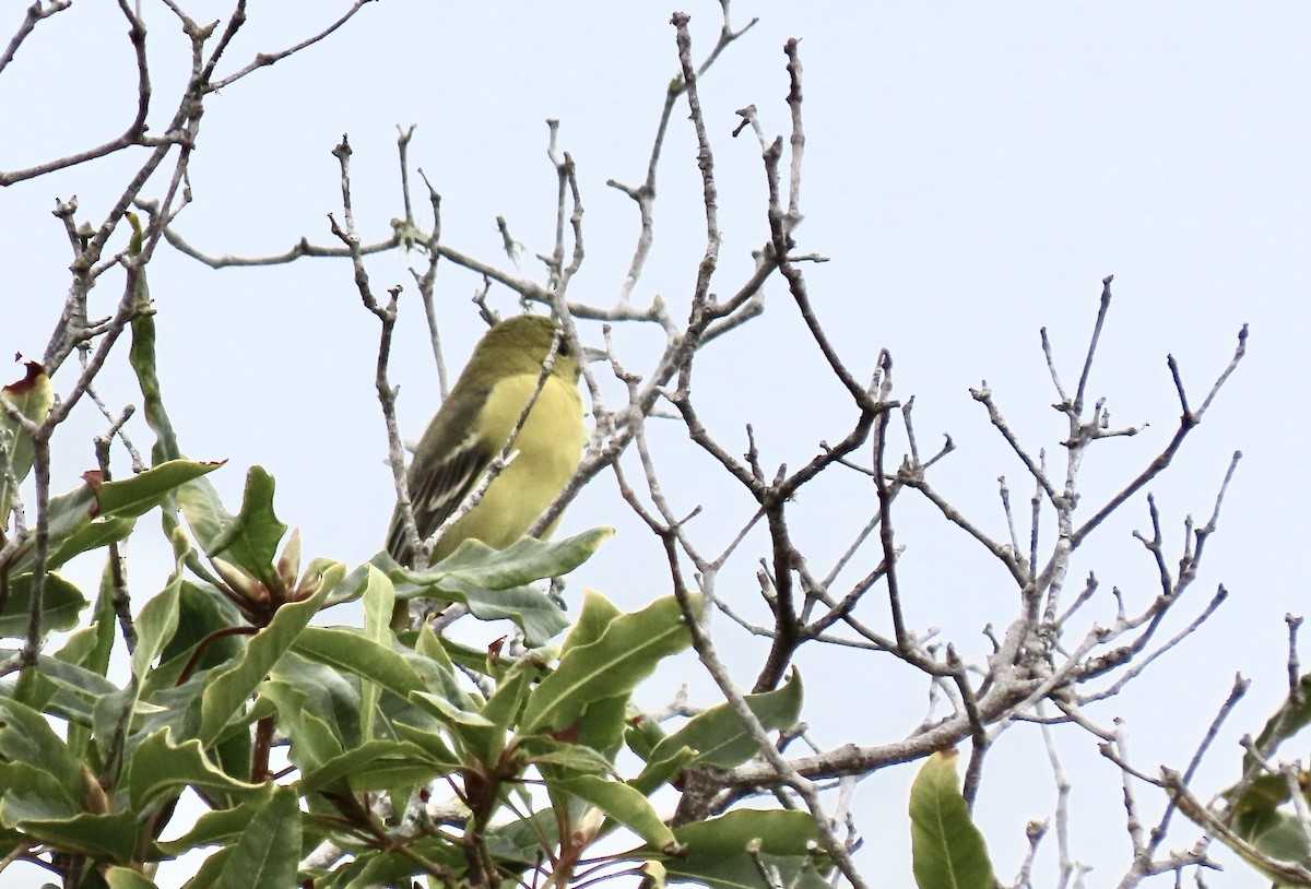 Orchard Oriole - ML613813684