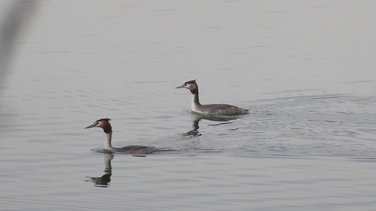 Great Crested Grebe - ML613813685
