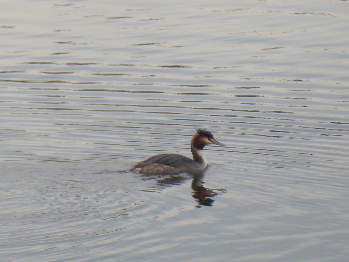 Great Crested Grebe - ML613813701