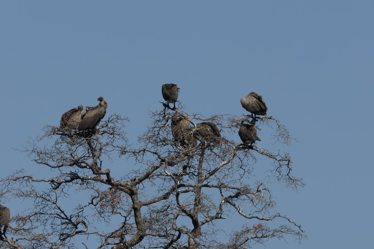 White-backed Vulture - ML613813728