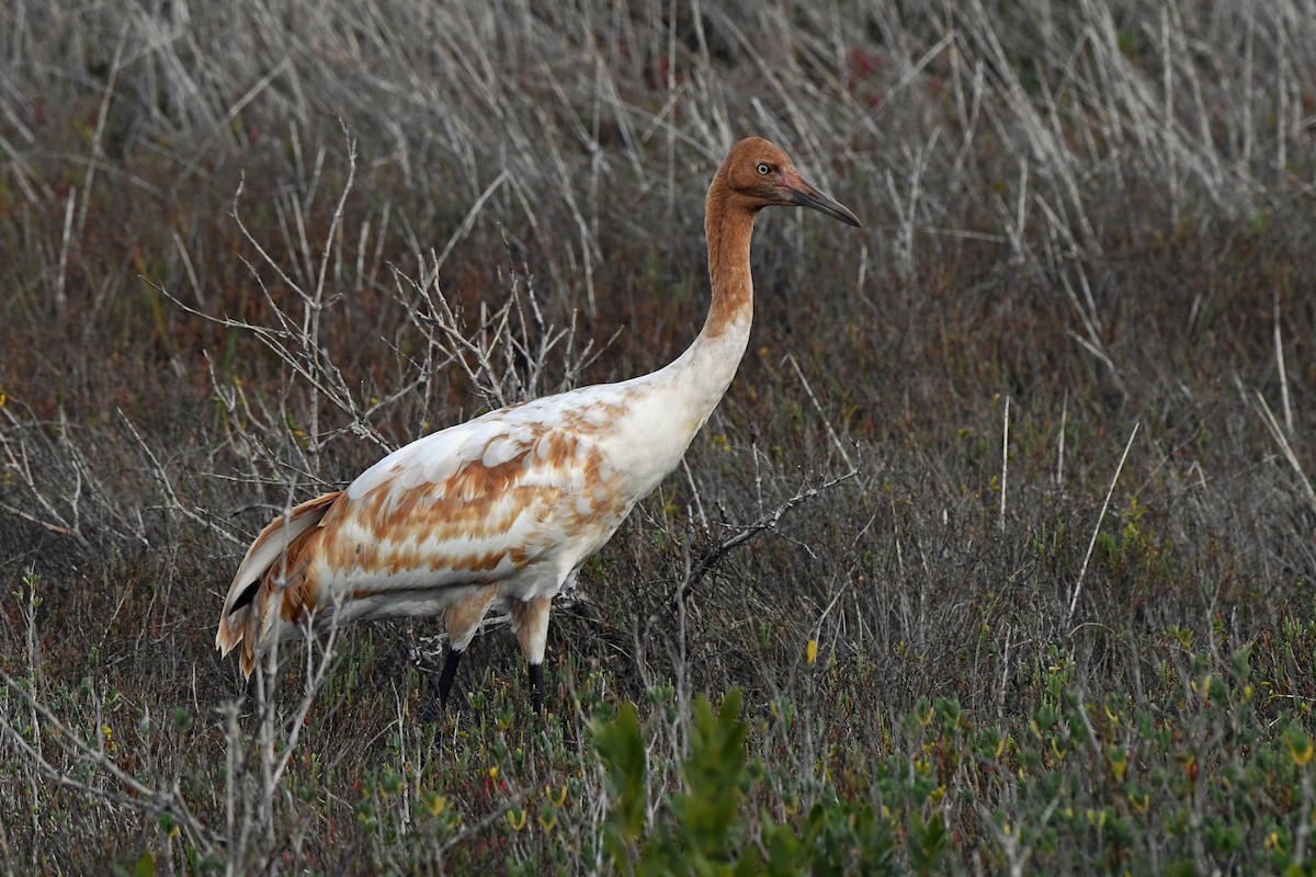 Whooping Crane - ML613813730