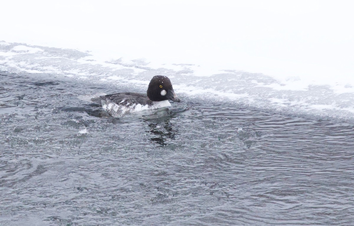 Common Goldeneye - ML613813732