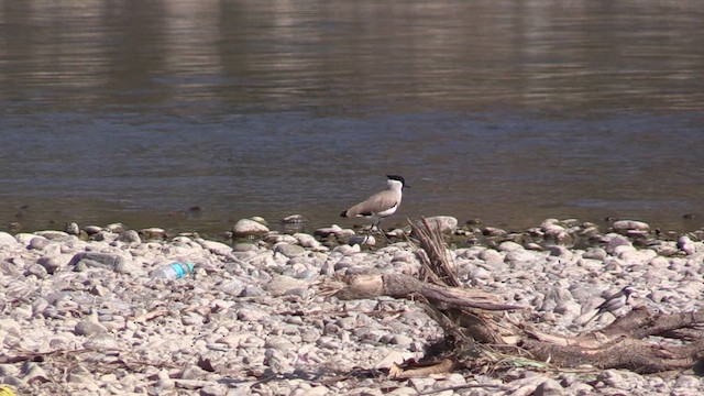 River Lapwing - ML613813770