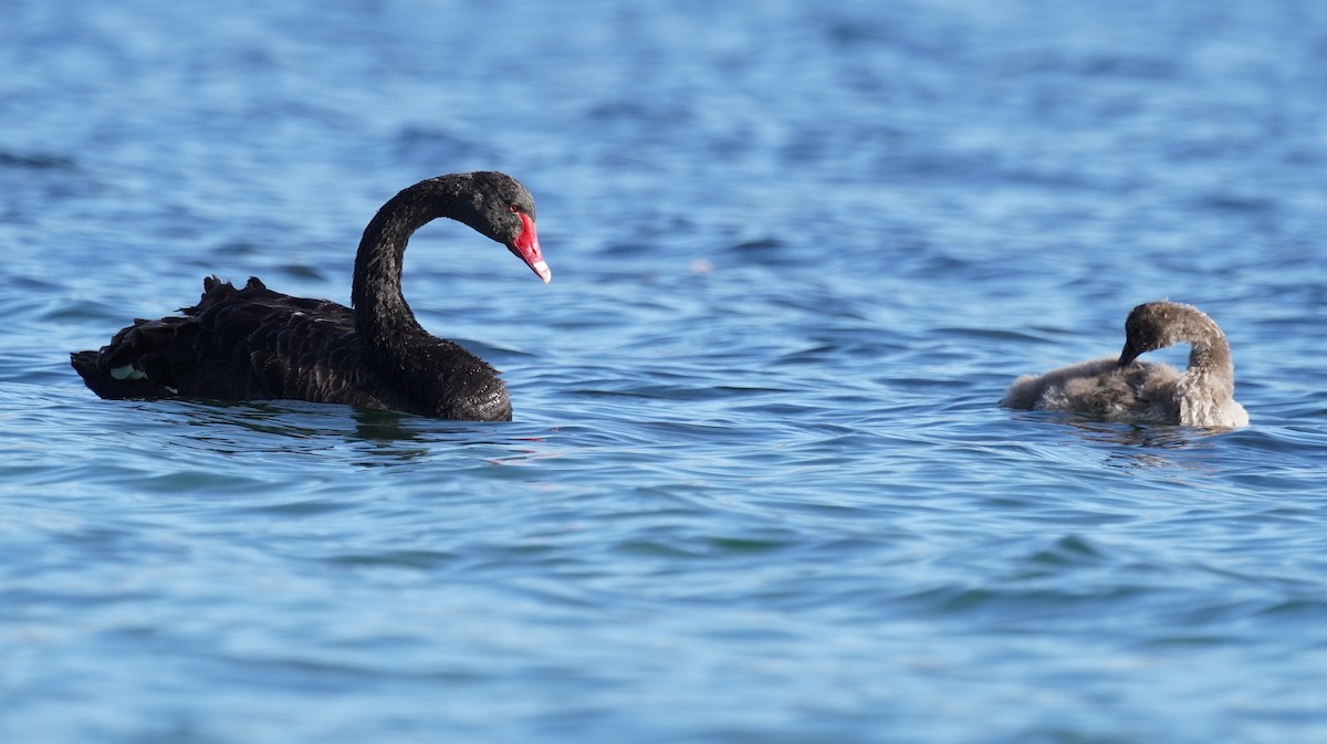 Black Swan - ML613813781