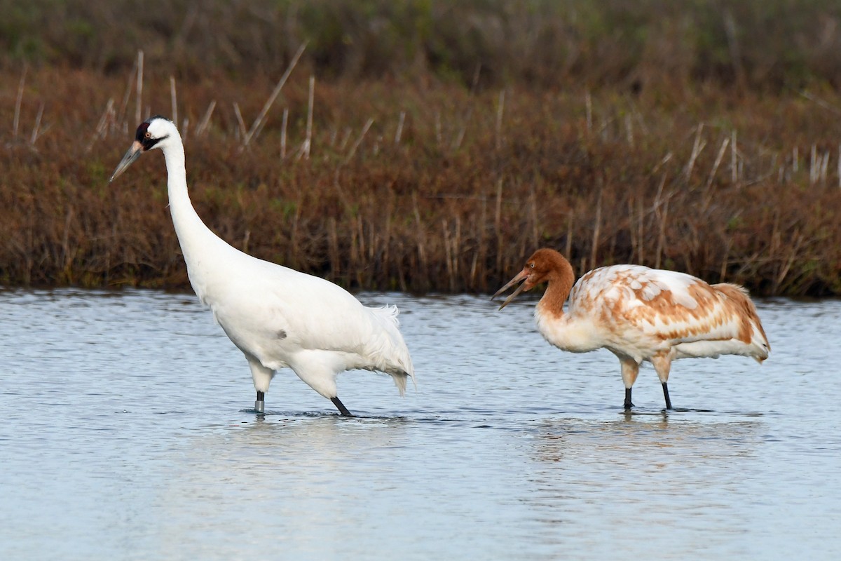 Whooping Crane - ML613813794