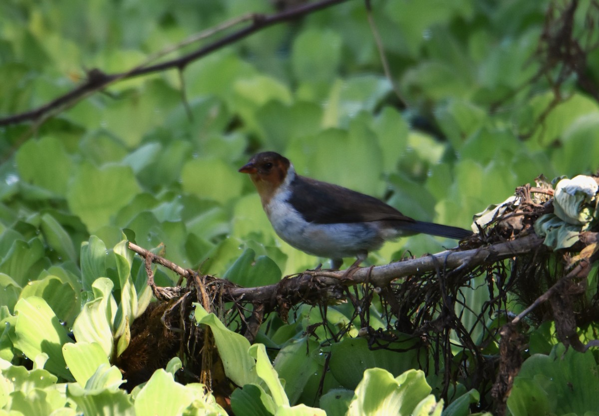 Yellow-billed Cardinal - ML613813819