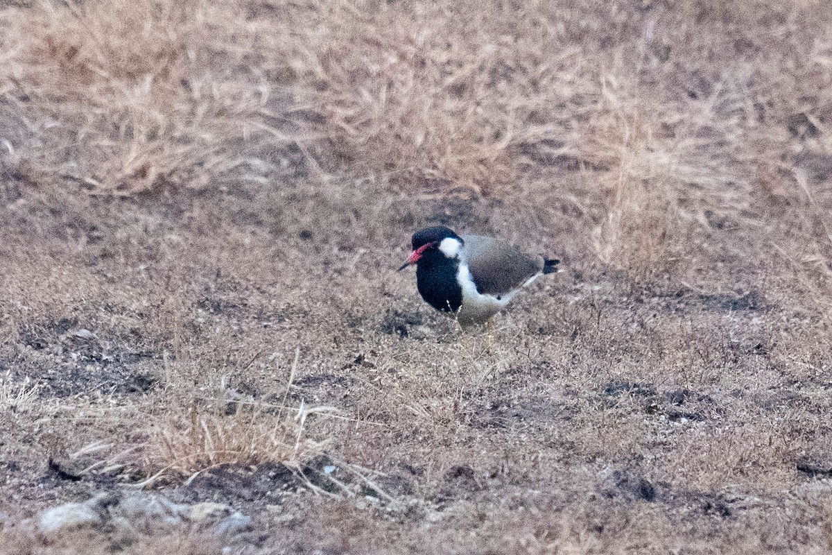 Red-wattled Lapwing - ML613813872