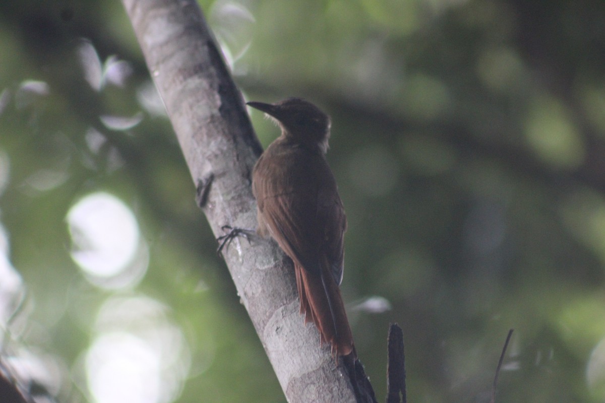 Hoffmanns's Woodcreeper - ML613813887