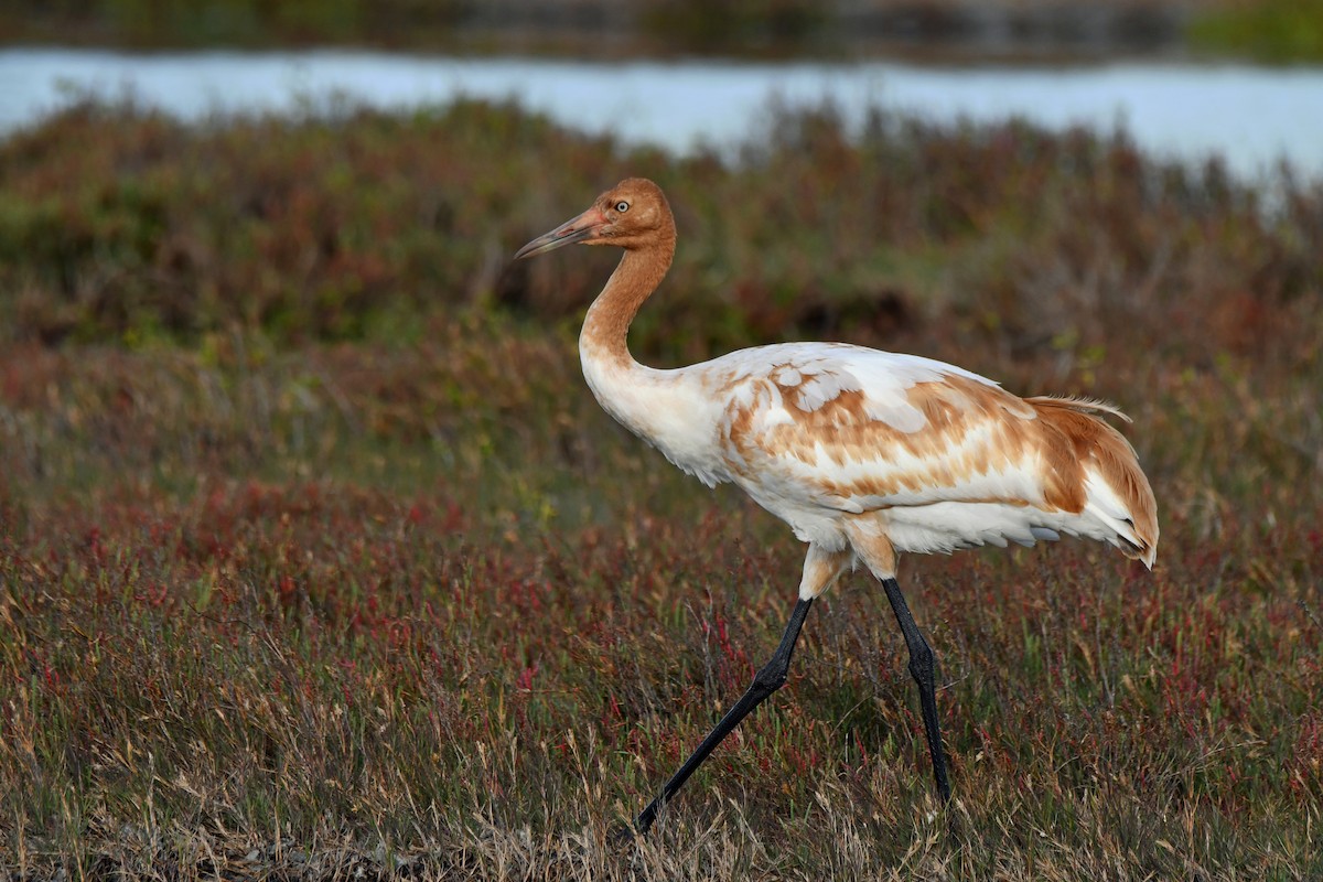 Whooping Crane - ML613813889