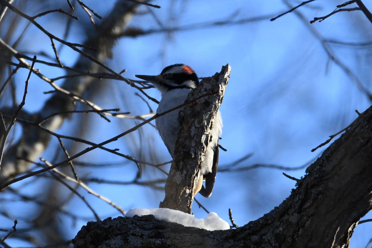 Hairy Woodpecker - ML613813946