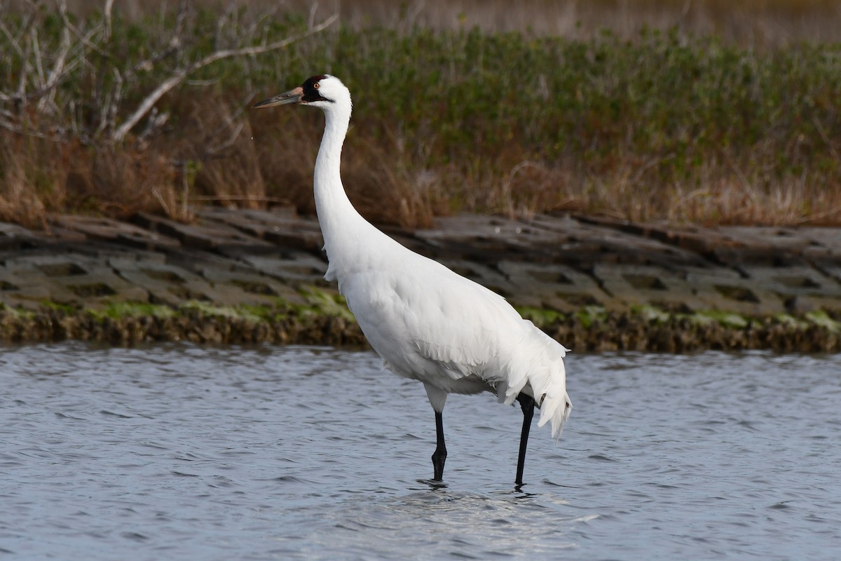 Whooping Crane - ML613813960