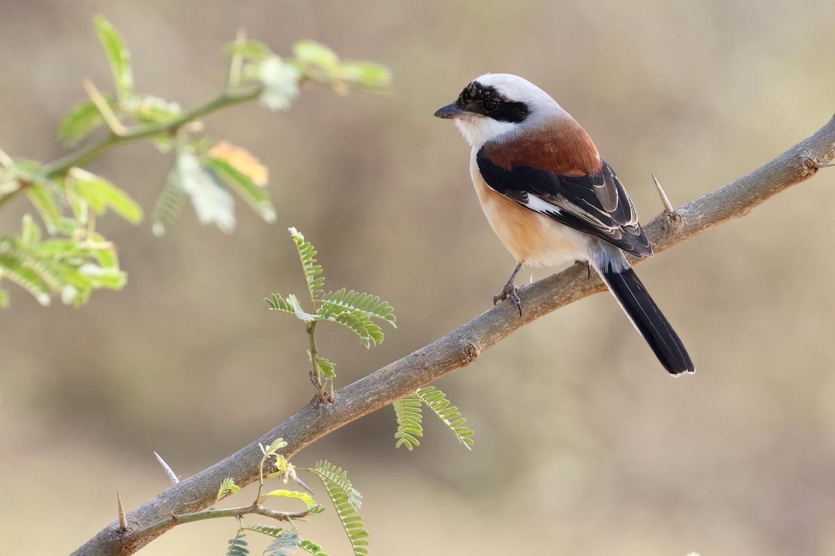 Bay-backed Shrike - ML613813973