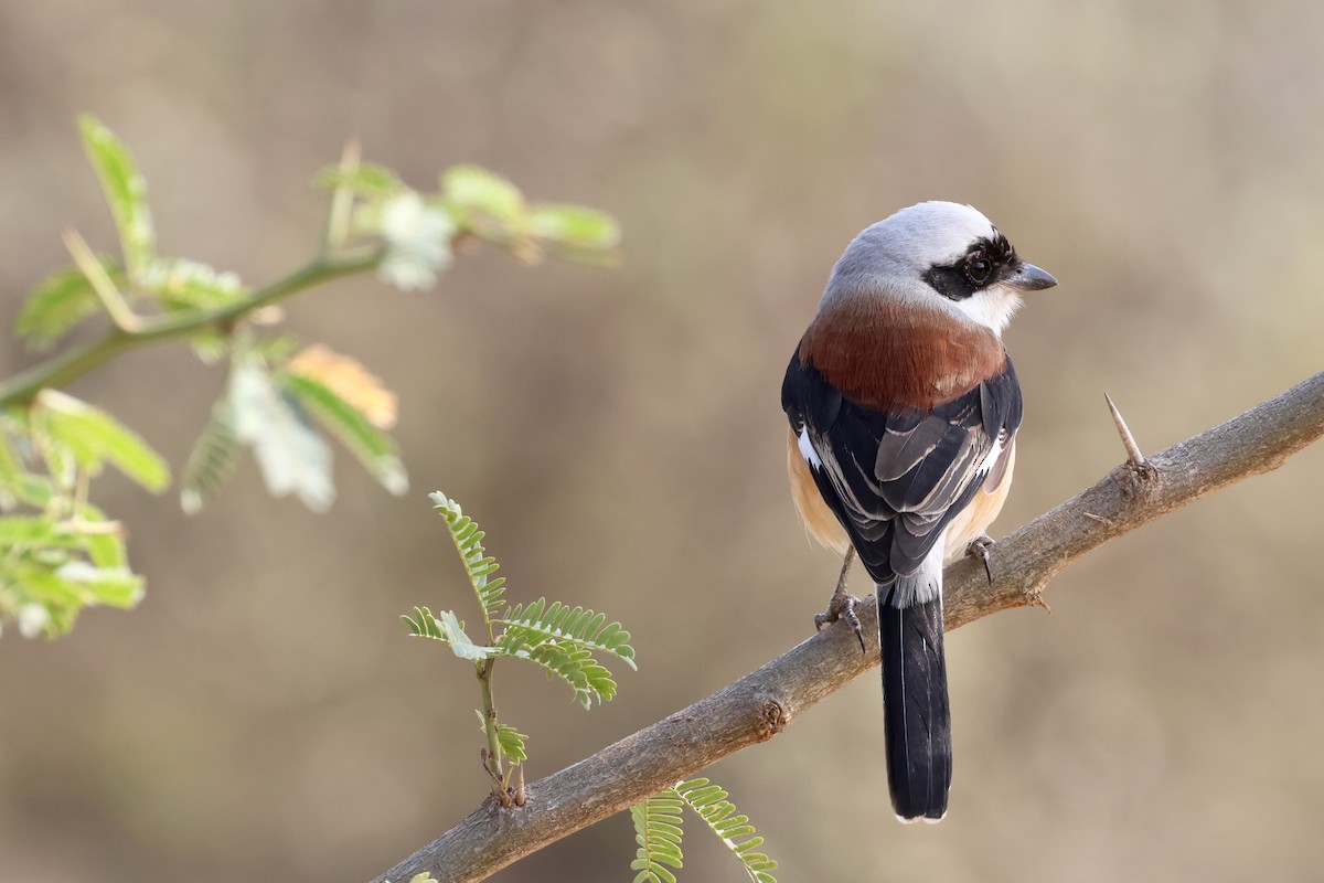 Bay-backed Shrike - ML613813974