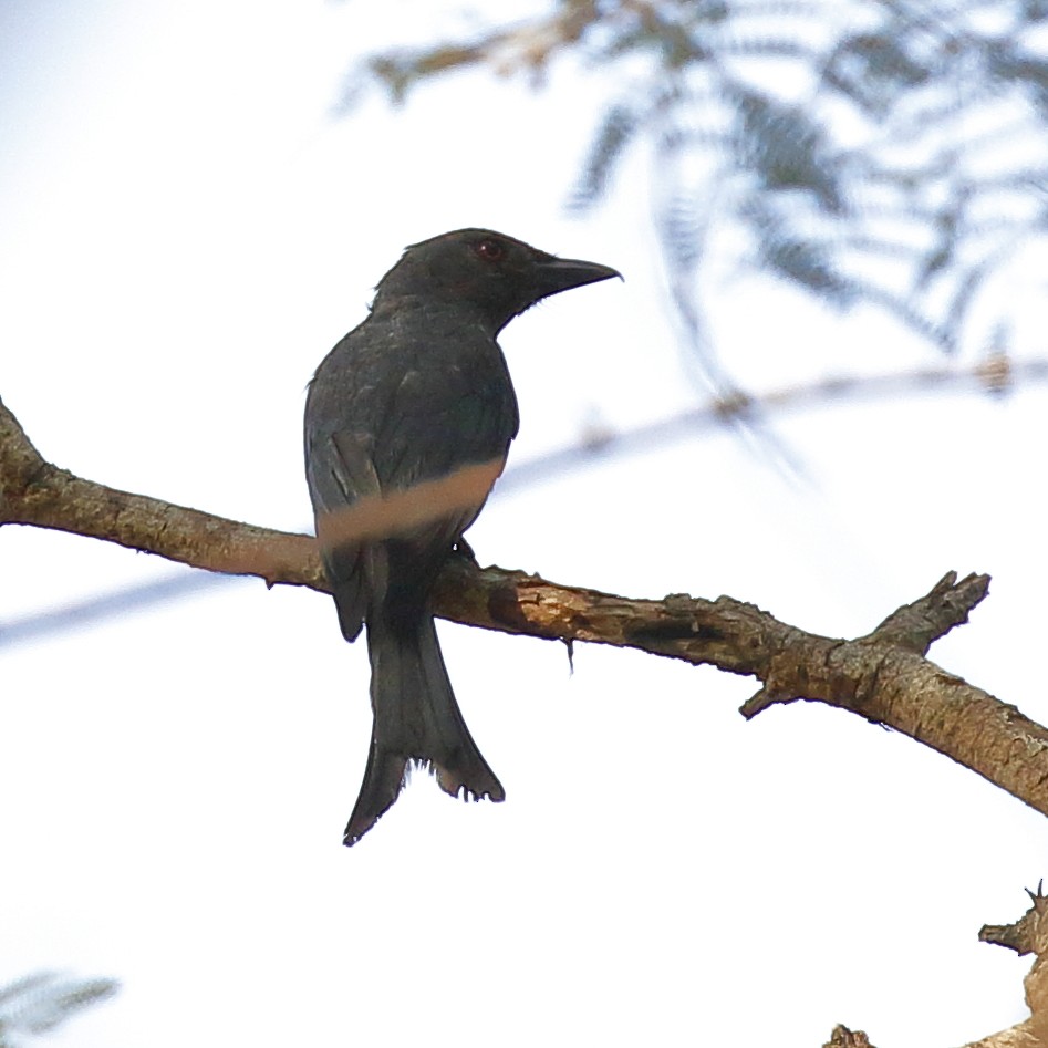 drongo kouřový - ML613813978